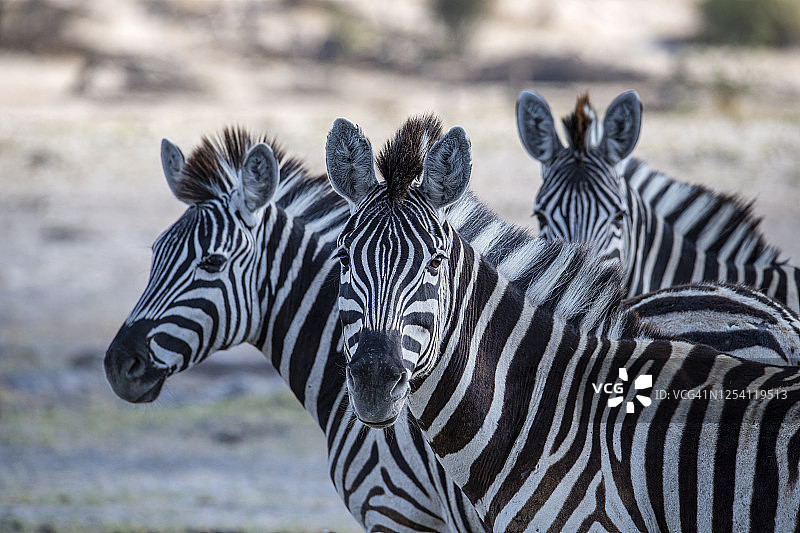 博茨瓦纳马卡迪卡迪国家公园的斑马群图片素材