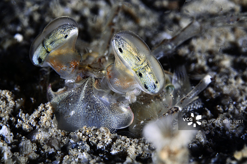 鳞尾螳螂的眼睛图片素材