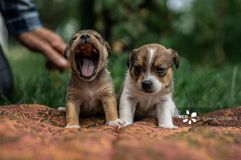 男人在后院抚摸两只可爱的小狗图片素材