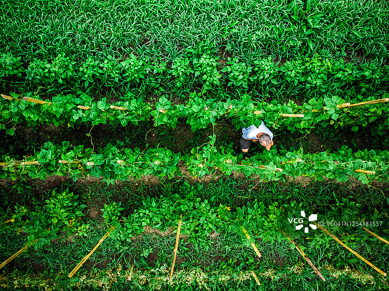 男子在菜园工作航拍鸟瞰图片素材