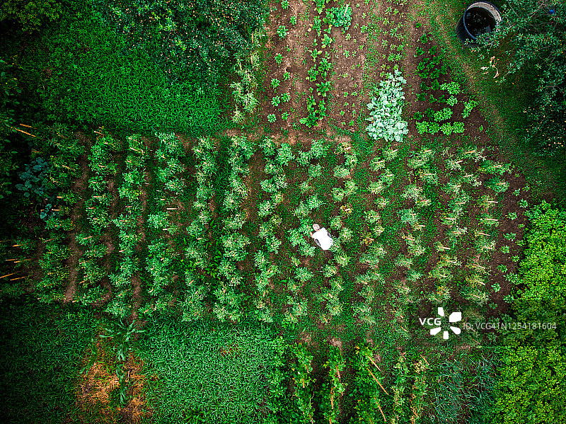 男子在菜园工作航拍鸟瞰图片素材