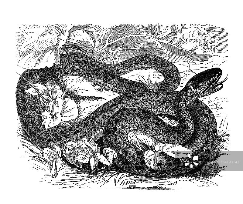 古老的刻纹插画：欧洲 Coronella 蛇图片素材