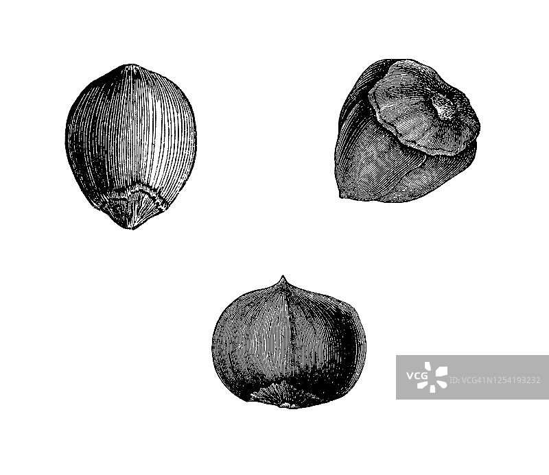 榛子复古雕刻插图图片素材