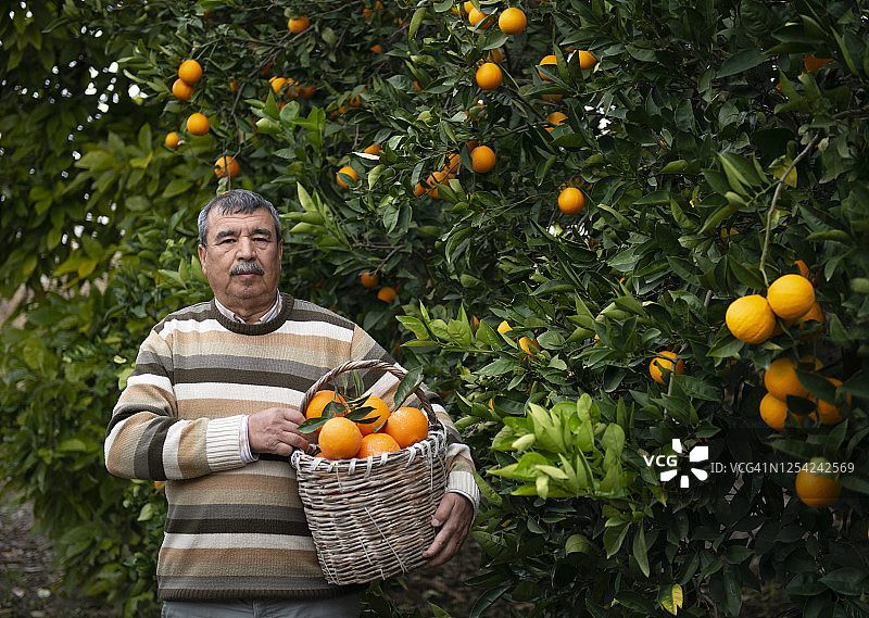 农民在橘子树地里工作图片素材