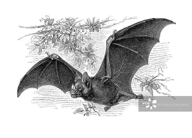 常见的吸血蝙蝠，翼手目动物的古老版画插图图片素材