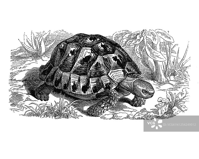 欧洲陆龟古老雕刻插图图片素材