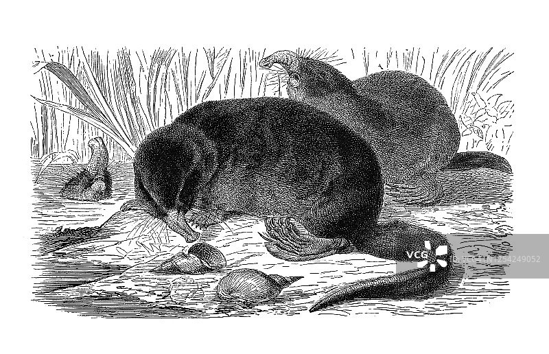 老式雕刻插图：俄罗斯麝鼹图片素材