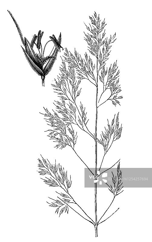 普通风茅草及相关植物古老雕刻插图图片素材