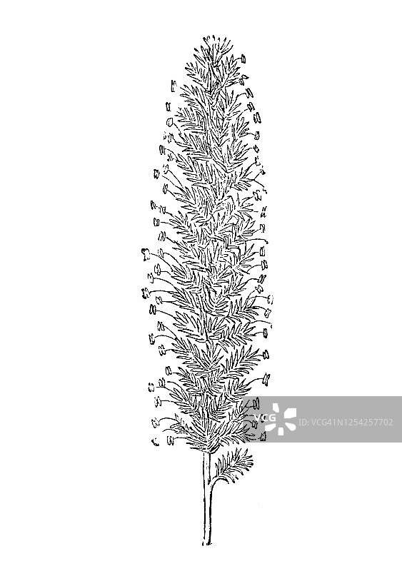 狗尾草及其盟友古老雕刻插图图片素材