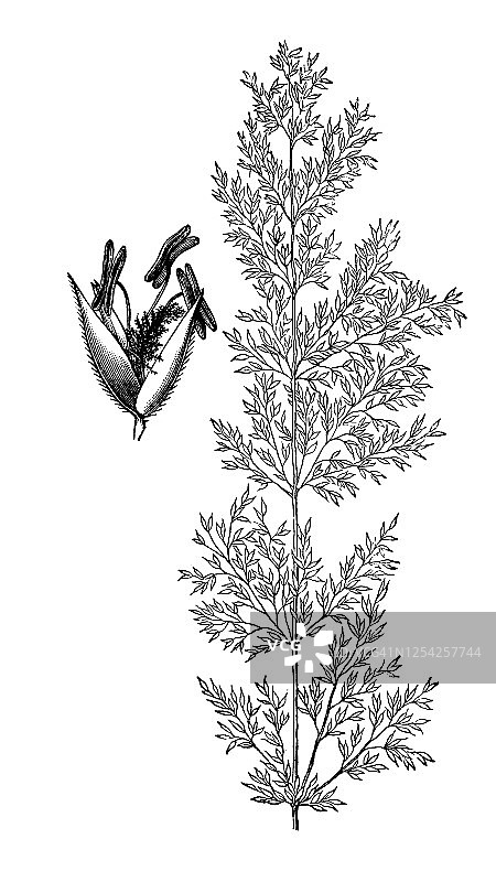 黑弯草及其盟友的古老雕刻插图图片素材