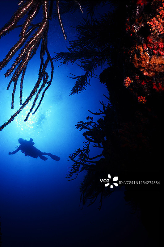 洛斯罗克斯群岛潜水图片素材