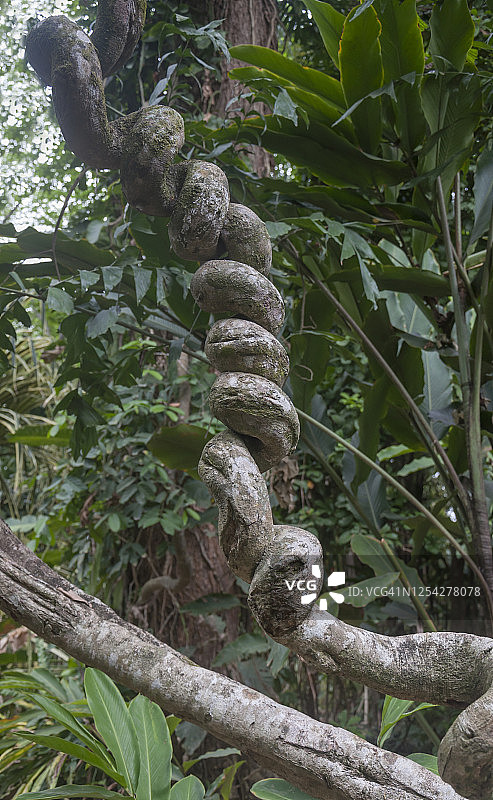 藤蔓，气生根图片素材