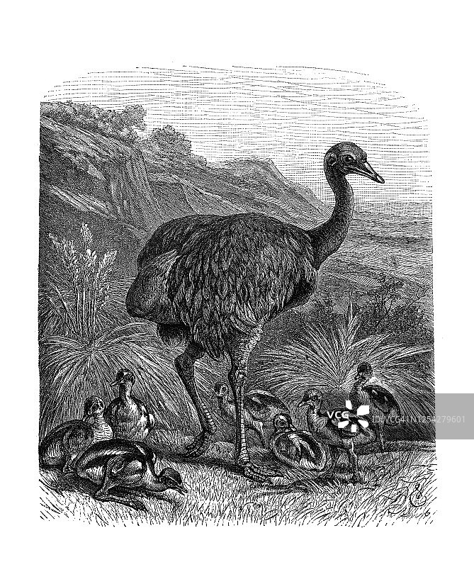 大美洲鸵鸟的古老雕刻插图，鸟类学图片素材