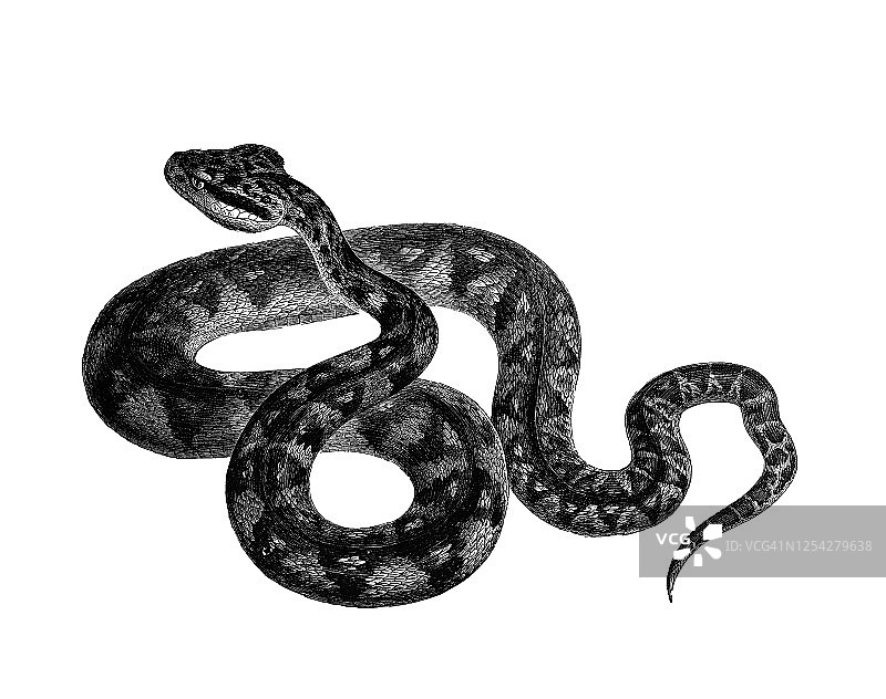 巨蝮蛇古老雕刻插图图片素材