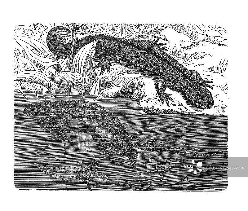 北方冠 crested newt 古版雕刻插图图片素材