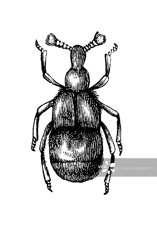 昆虫学：Claviger古董刻版画图片素材