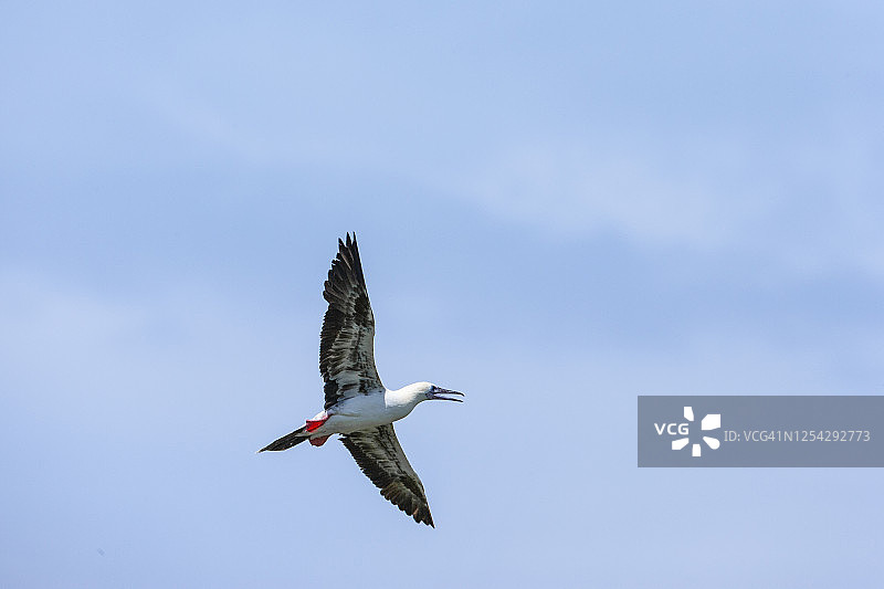 红脚鲣鸟（白色阶段），伯利兹半月岛礁奥杜邦保护区图片素材