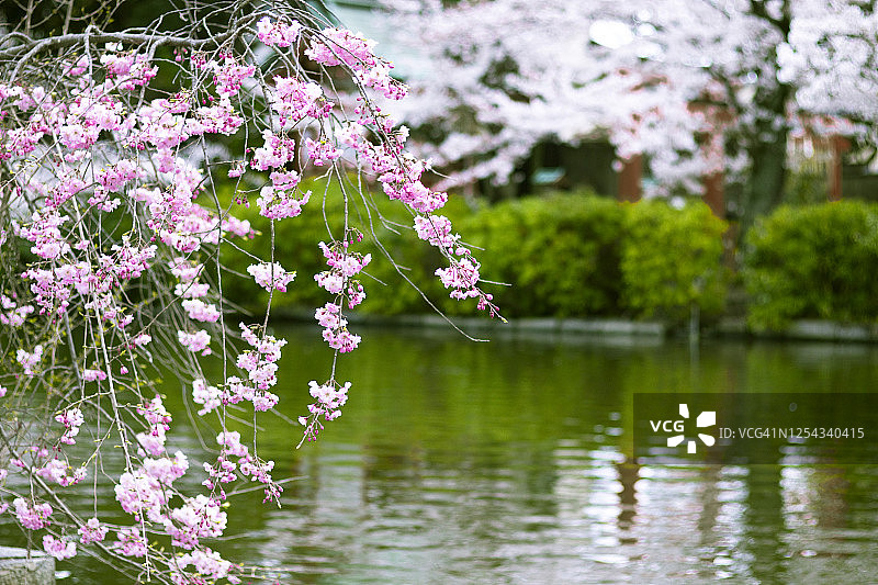 垂枝樱花树图片素材