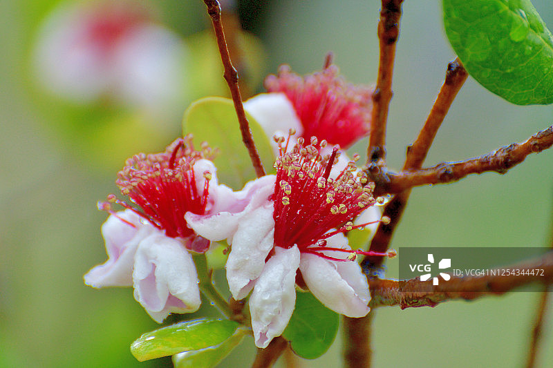 费约果/凤梨番石榴花图片素材