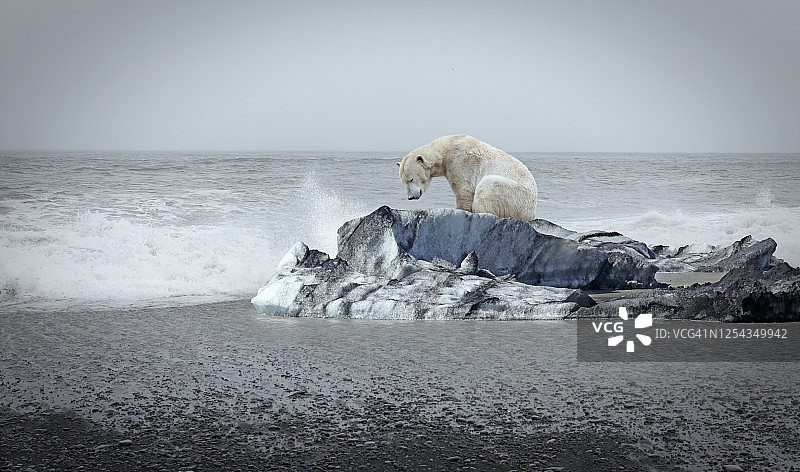 浮冰上的北极熊图片素材