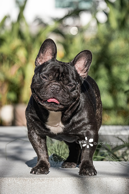 白天美丽的虎斑色法国斗牛犬正面照图片素材