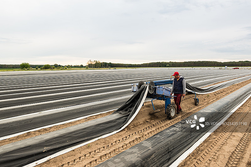 收获：农场工人在田里挖白芦笋图片素材