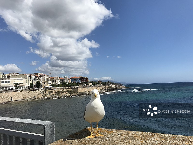 阿尔盖罗的海鸥图片素材
