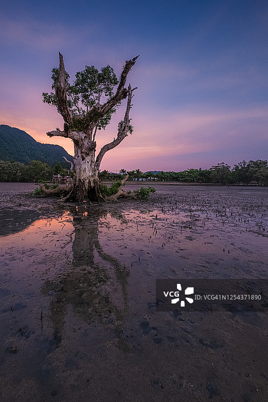 海边夕阳下的枯树图片素材