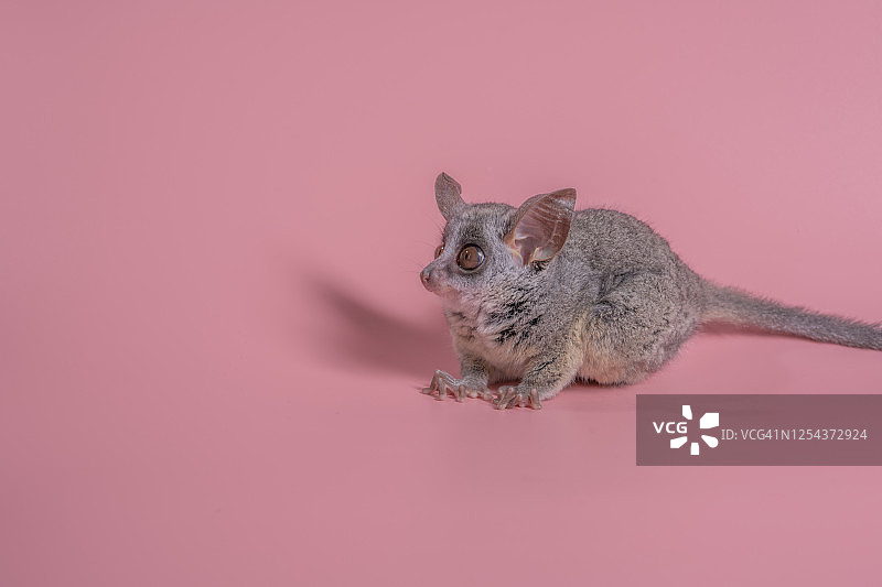 粉色背景下的塞内加尔婴猴图片素材