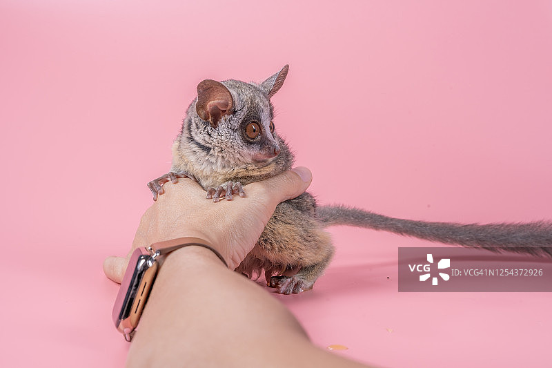 粉色背景下的塞内加尔婴猴图片素材