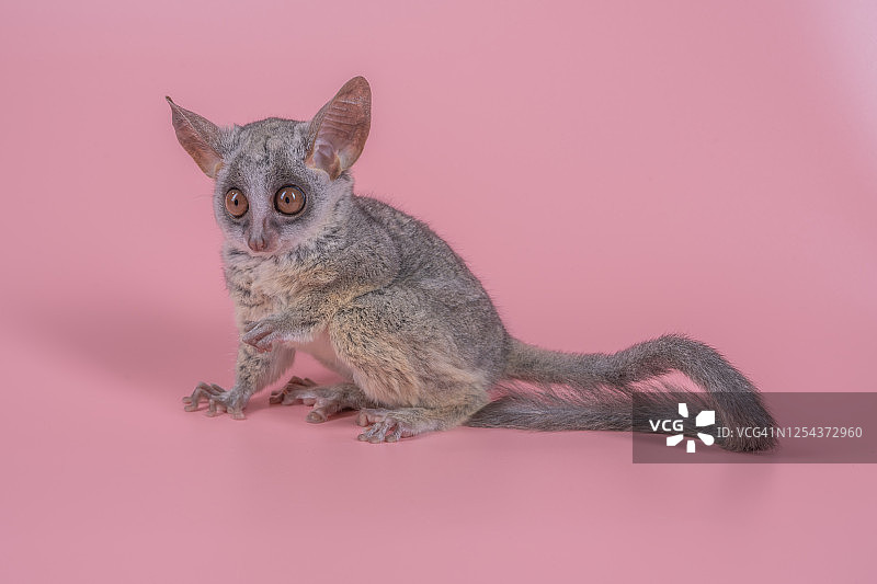 粉色背景下的塞内加尔婴猴图片素材