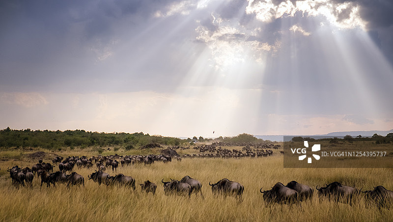 肯尼亚马赛马拉草原的阳光与角马迁徙图片素材