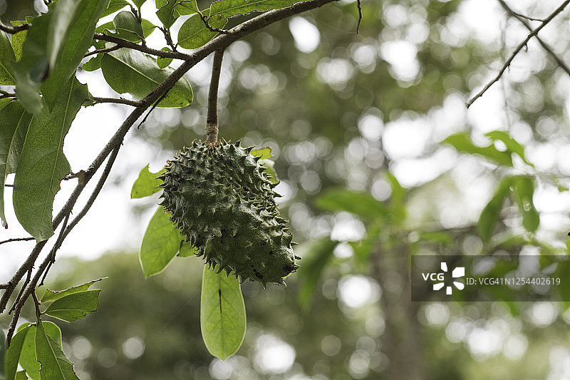 刺果番荔枝图片素材