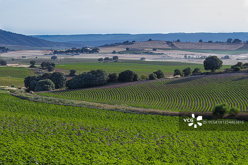 夏日午后的向日葵花田图片素材