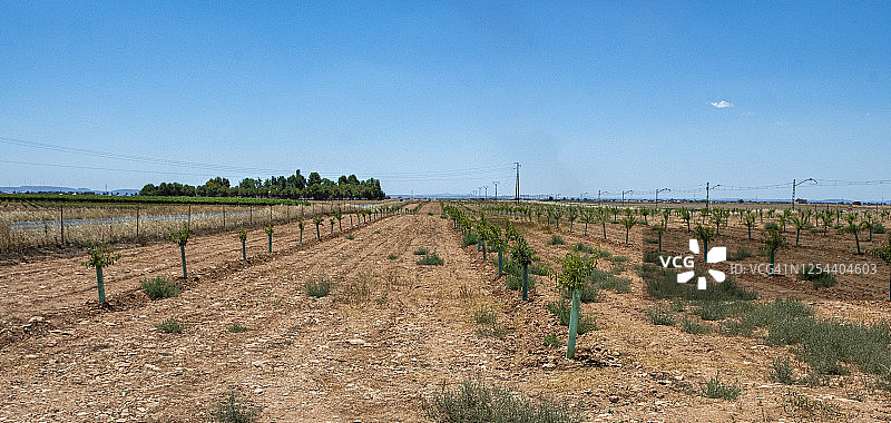 一排幼小的果树图片素材