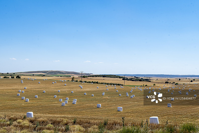 用白色塑料圆筒包裹的收获谷物图片素材