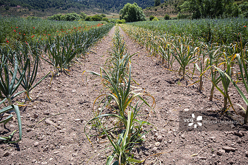 小花园里的洋葱梯田——自给农业图片素材