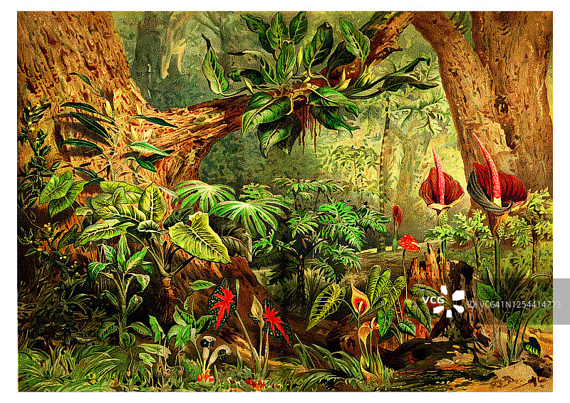 天南星科植物古版画图片素材