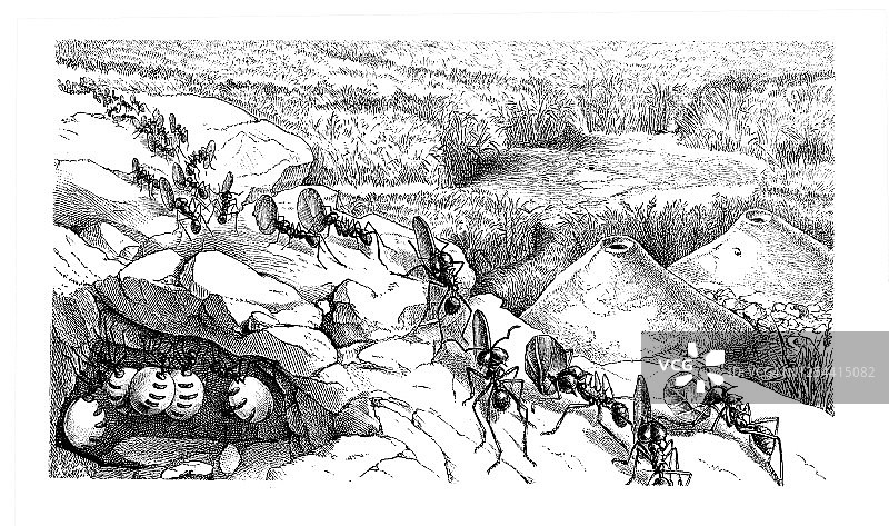 昆虫学古版画：蚂蚁图片素材