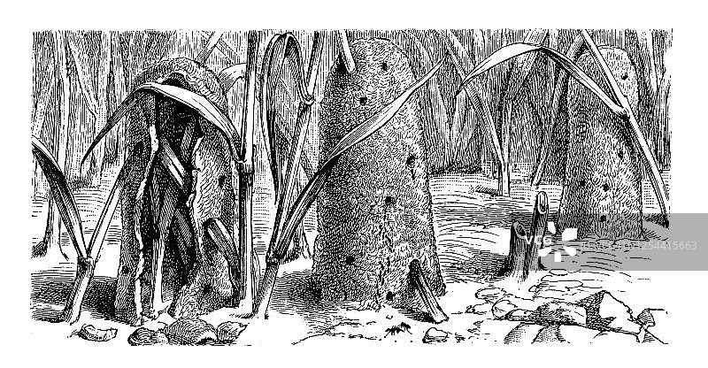 昆虫学古版画：蚂蚁图片素材