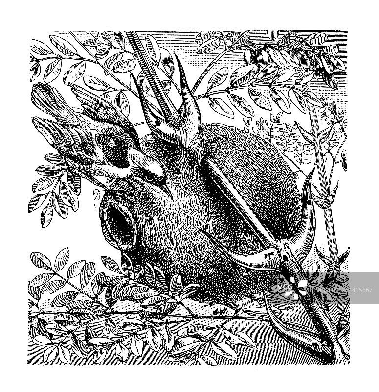 昆虫学古版画：蚂蚁图片素材