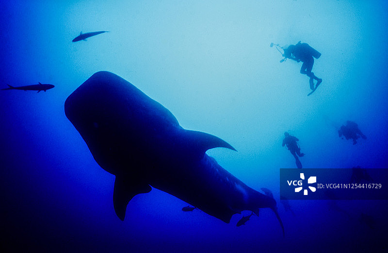 鲸鲨之谜图片素材