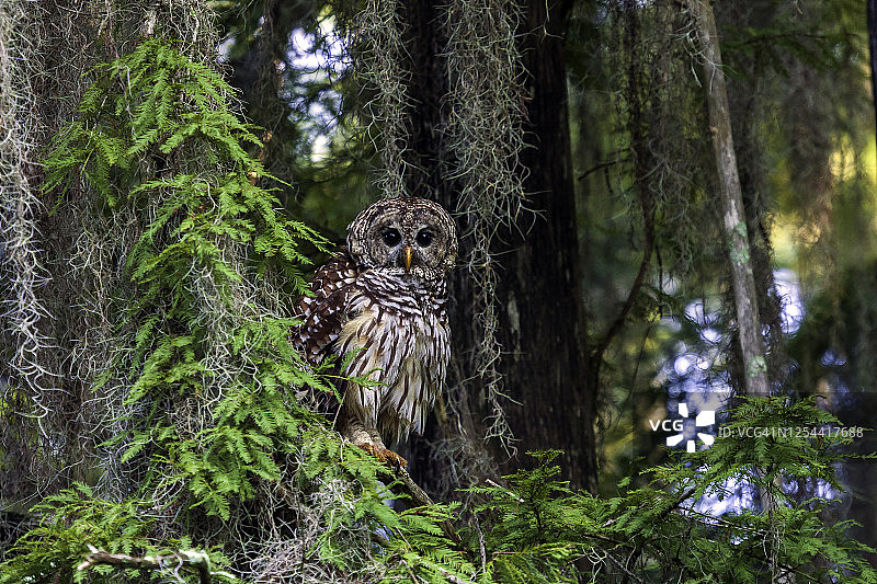 横斑林鸮图片素材