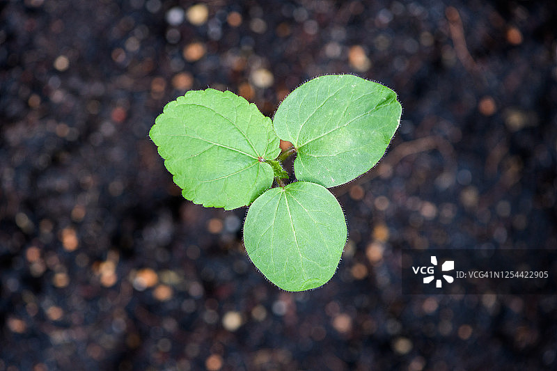 种植秋葵图片素材