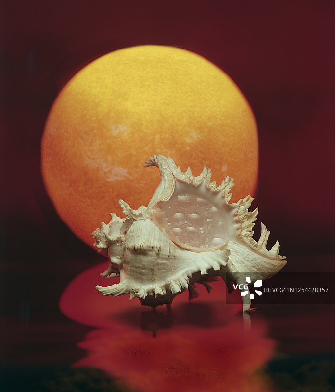 巨型骨螺贝壳与阳光图片素材