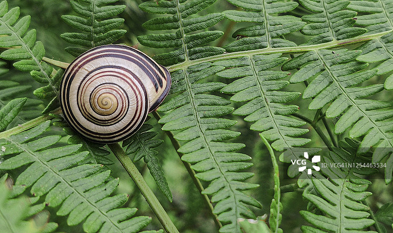 蕨类植物上的蜗牛图片素材