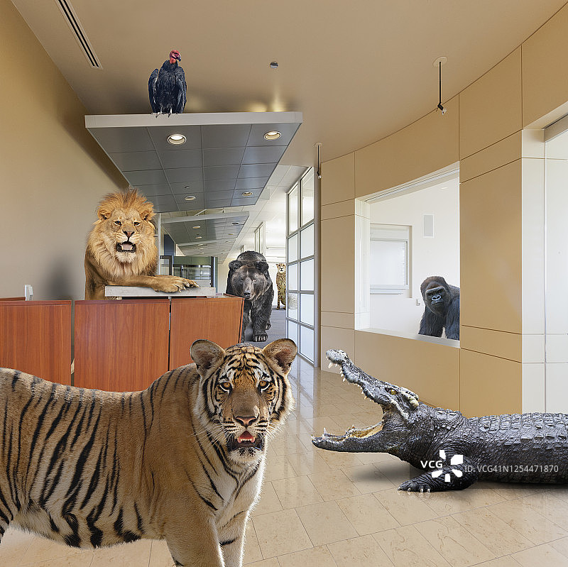 动物办公室图片素材