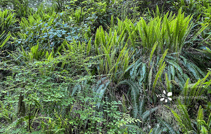 蕨类植物的生长图片素材