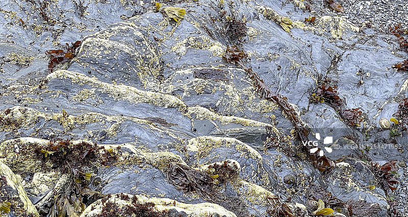 退潮时裸露的海藻图片素材