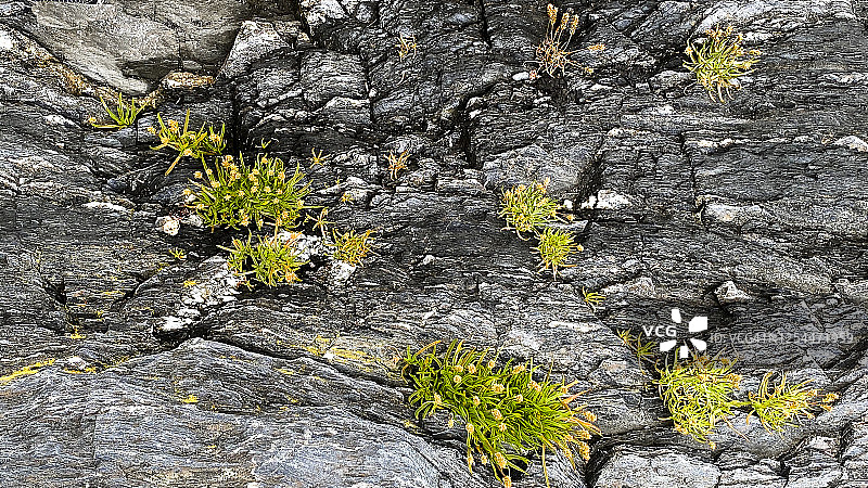 退潮时的植物图片素材
